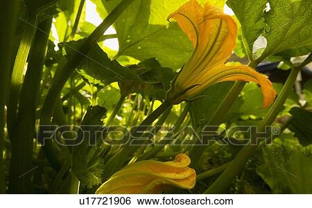 Stock Photograph - Flower with green leaves. Fotosearch