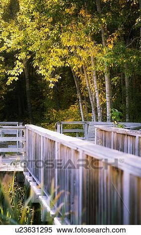 Footbridge in forest View Large Photo Image Stock Photography - Footbridge in forest. Fotosearch
