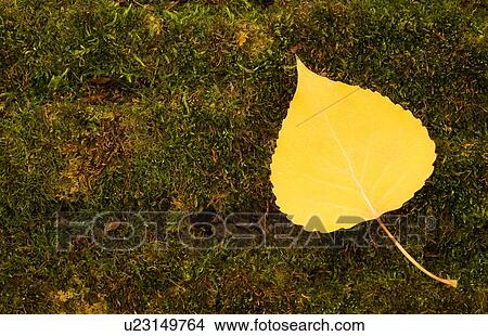 Overhead view of a yellow leaf View Large Photo Image Picture - Overhead view of a yellow leaf. Fotosearch