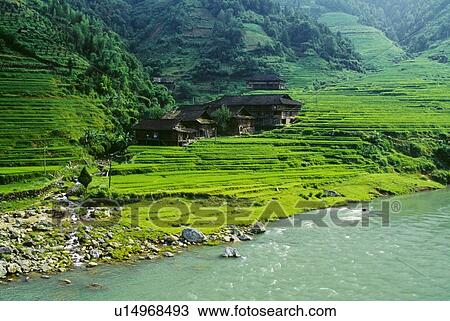 Rice fields, Longsheng, Guangxi province, China View Large Photo Image Stock Image - Rice fields, Longsheng, Guangxi province, China. Fotosearch