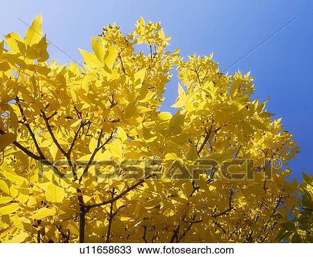 Trees with yellow leaves View Large Photo Image Stock Image - Trees with yellow leaves. Fotosearch