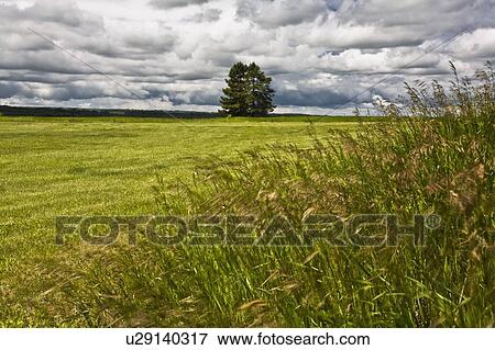 Two trees in a field View Large Photo Image Stock Photo - Two trees in a field. Fotosearch