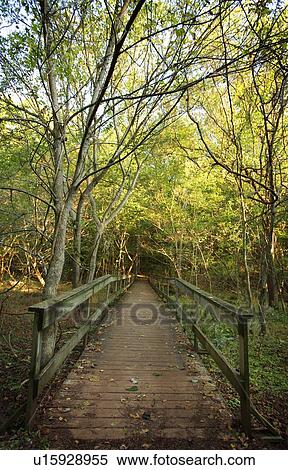 Wooden bridge in forest View Large Photo Image Stock Photography - Wooden bridge in forest. Fotosearch