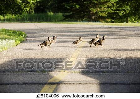 Stock Photograph - Young geese crossing a road. Fotosearch
