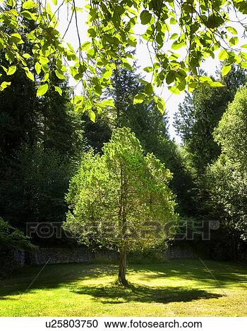 A tree set apart from the other trees View Large Photo Image Stock Image - A tree set apart from the other trees. Fotosearch