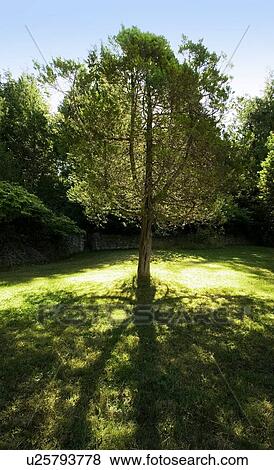 A tree set apart from the other trees View Large Photo Image Stock Photo - A tree set apart from the other trees. Fotosearch
