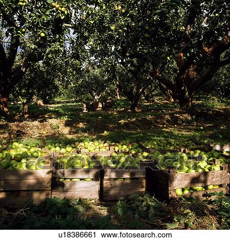 Stock Image - Apple orchard, Ireland. Fotosearch