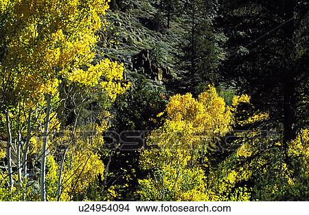Aspen tree tops View Large Photo Image Picture - Aspen tree tops. Fotosearch