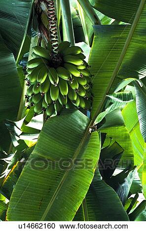 Banana tree View Large Photo Image Stock Image - Banana tree. Fotosearch