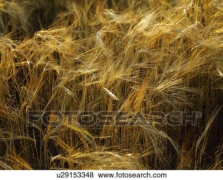 Stock Photo - Barley. Fotosearch