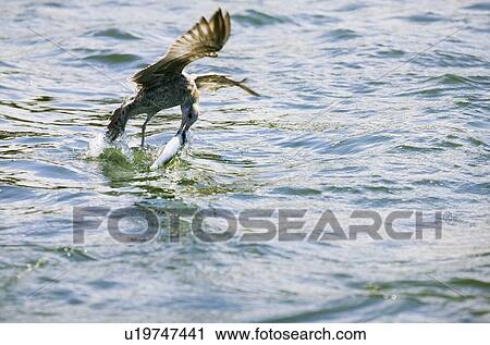 Bird catching a fish from water View Large Photo Image Stock Image - Bird catching a fish from water. Fotosearch