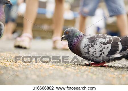 Bird eating seeds View Large Photo Image Stock Image - Bird eating seeds. Fotosearch