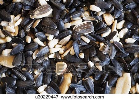 Bird seed View Large Photo Image Stock Photo - Bird seed. Fotosearch
