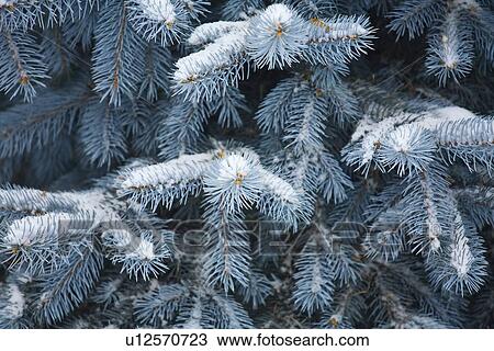 Stock Image - Blue Spruce branches covered in snow . Fotosearch