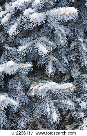 Blue Spruce branches covered in snow View Large Photo Image Stock Photo - Blue Spruce branches covered in snow . Fotosearch