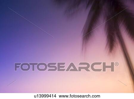 Branches of a palm tree View Large Photo Image Picture - Branches of a palm tree. Fotosearch