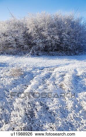 Bushes and grass covered in frost View Large Photo Image Stock Photograph - Bushes and grass covered in frost. Fotosearch