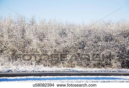 Bushes covered in frost View Large Photo Image Picture - Bushes covered in frost. Fotosearch