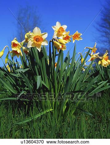 Stock Image - Close-up of daffodils in garden. Fotosearch