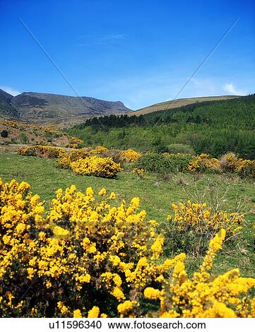 Co Waterford, Comeragh Mountains, near Crottys Rock, Ireland View Large Photo Image Stock Image - Co Waterford, Comeragh Mountains, near Crottys Rock, Ireland. Fotosearch