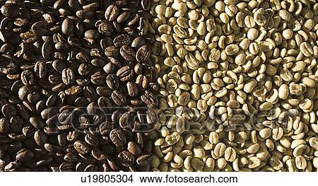 Picture - Coffee beans, dark and light. Fotosearch
