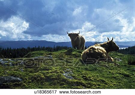 Stock Photo - Cows resting in a field. Fotosearch