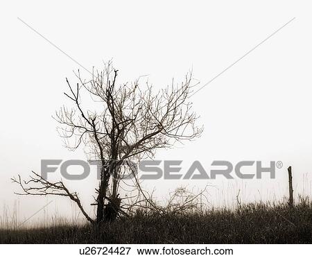 Dying tree silhouette View Large Photo Image Stock Photo - Dying tree silhouette. Fotosearch