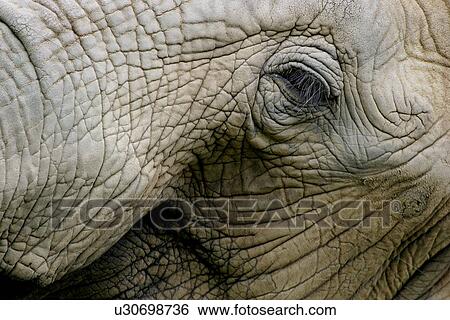 Elephant face View Large Photo Image Stock Photograph - Elephant face. Fotosearch