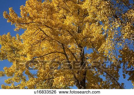 Stock Photograph - Fall foliage. Fotosearch