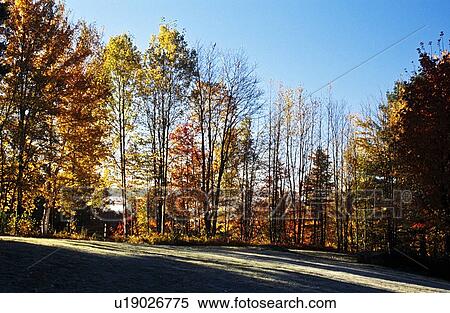 Fall forest View Large Photo Image Stock Photography - Fall forest. Fotosearch