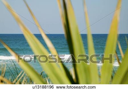 Stock Photograph - Florida Keys seen through a plant. Fotosearch