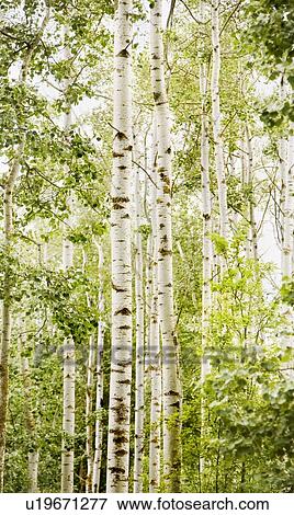 Forest of birch trees View Large Photo Image Stock Photo - Forest of birch trees. Fotosearch