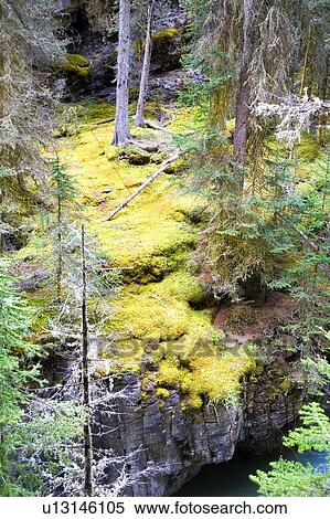 Forest plateau in Banff, Alberta, Canada View Large Photo Image Stock Photography - Forest plateau in Banff, Alberta, Canada. Fotosearch