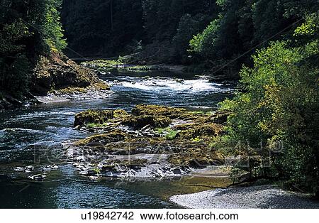 Forest river View Large Photo Image Stock Image - Forest river. Fotosearch
