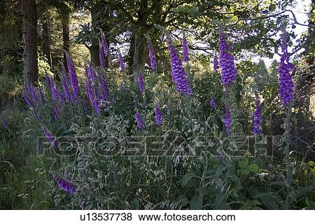 Stock Photo - Foxgloves near Croaghaun Mountain in Ireland. Fotosearch