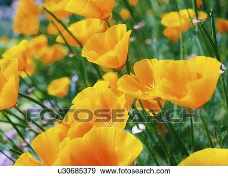 Garden Flowers, Alpine Poppy View Large Photo Image Stock Photo - Garden Flowers, Alpine Poppy. Fotosearch