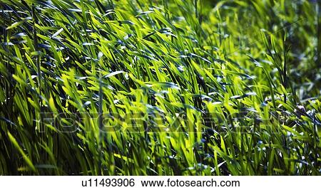 Grass View Large Photo Image Stock Photograph - Grass. Fotosearch