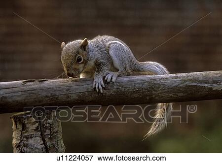 Grey Squirrel View Large Photo Image Stock Photo - Grey Squirrel. Fotosearch