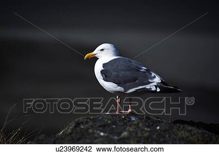Stock Image - Herring Gull. Fotosearch
