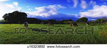 Holstein-Friesian cattle grazing in Irish field View Large Photo Image Stock Image - Holstein-Friesian cattle grazing in Irish field. Fotosearch