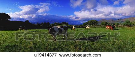 Holstein-Friesian cattle grazing in Irish field View Large Photo Image Stock Photo - Holstein-Friesian cattle grazing in Irish field. Fotosearch