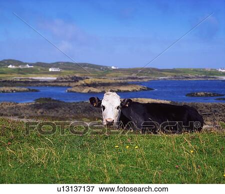 Holstein-Friesian Cows, Co Donegal, Rosbeg, Ireland View Large Photo Image Stock Photo - Holstein-Friesian Cows, Co Donegal, Rosbeg, Ireland. Fotosearch