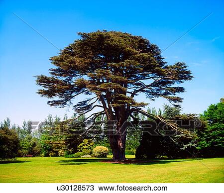 Lebanon cedar, Malahide Demesne, Co Dublin, Ireland View Large Photo Image Stock Image - Lebanon cedar, Malahide Demesne, Co Dublin, Ireland. Fotosearch