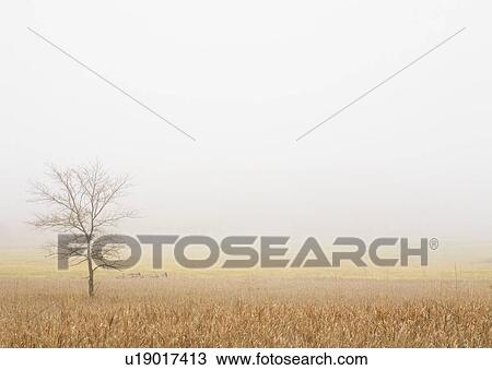 Stock Image - Lone tree in a wheat field. Fotosearch