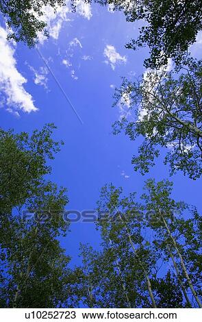 Low angle of tree tops View Large Photo Image Stock Image - Low angle of tree tops. Fotosearch