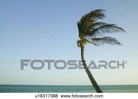 Palm tree blowing in the wind in the Florida Keys View Large Photo Image Stock Photo - Palm tree blowing in the wind in the Florida Keys. Fotosearch