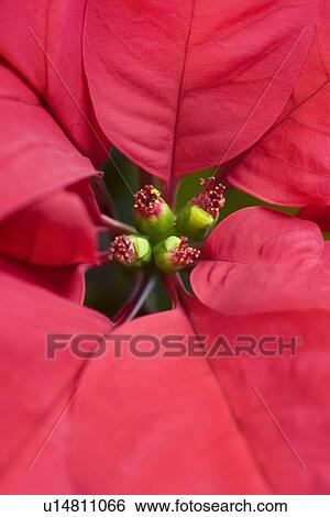 Stock Photograph - Poinsettia. Fotosearch