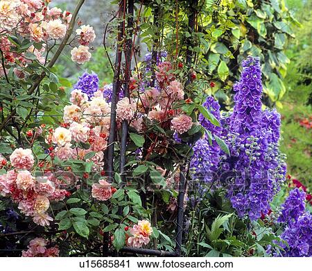 Roses and Delphiniums, Sandford Road, Dublin, Ireland View Large Photo Image Stock Image - Roses and Delphiniums, Sandford Road, Dublin, Ireland. Fotosearch