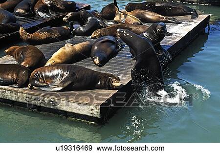 Stock Photo - Seals on Pier 39, San Francisco, USA. Fotosearch