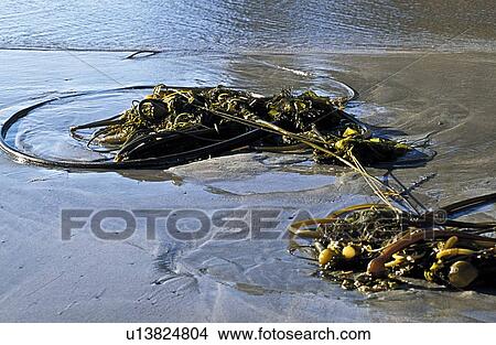 Seaweed View Large Photo Image Picture - Seaweed . Fotosearch